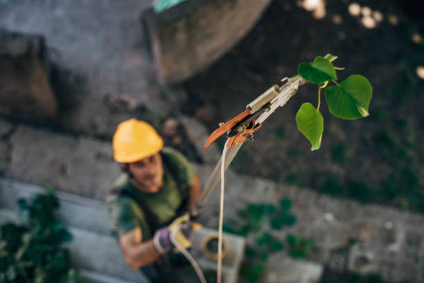 Trusted Wilkshire Hills, OH Tree Removal and Landscaping Services Experts